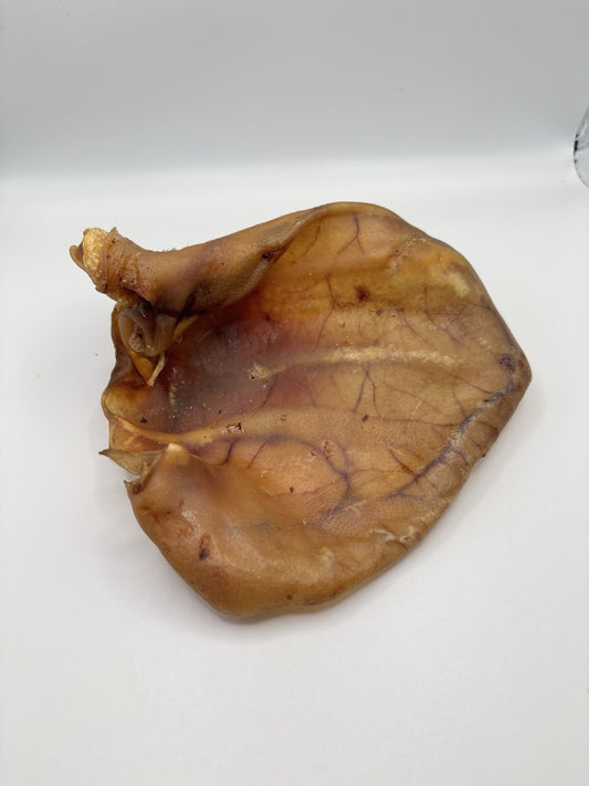 Large Pigs Ear